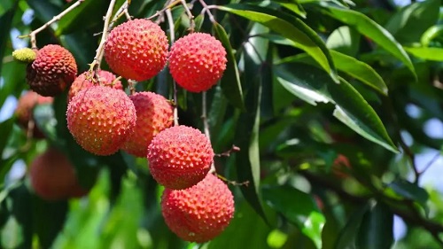 荔枝.jpg